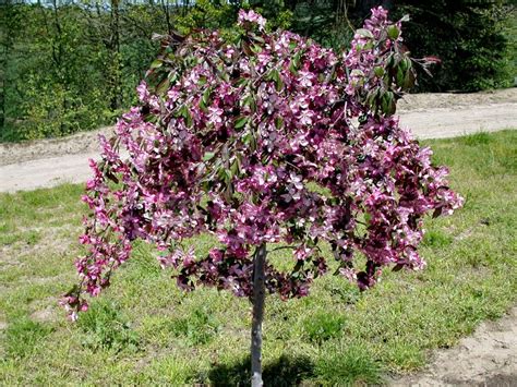 dwarf crabapple trees - dwarf weeping crabapple tree varieties.